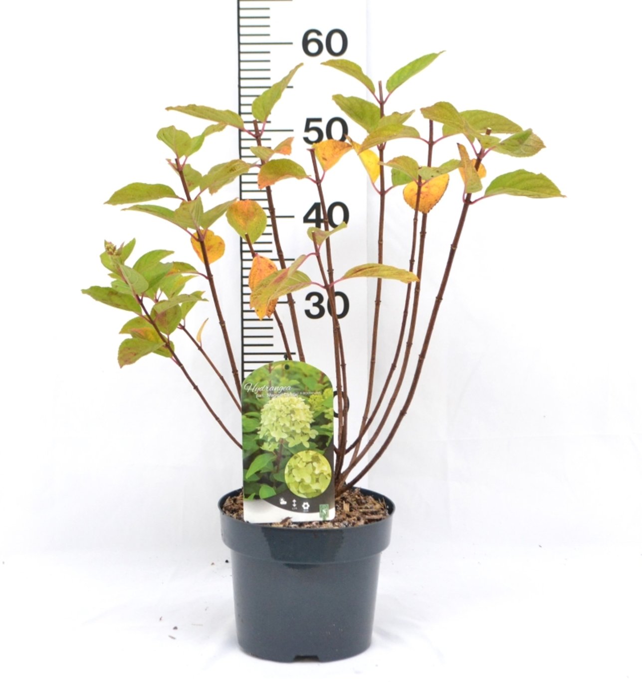 Hydrangea pan. 'Magical Candle' ® - C3 20-40 CM